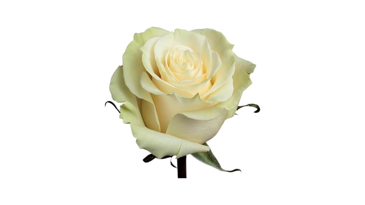 Τριαντάφυλλο Εισαγωγής Λευκό