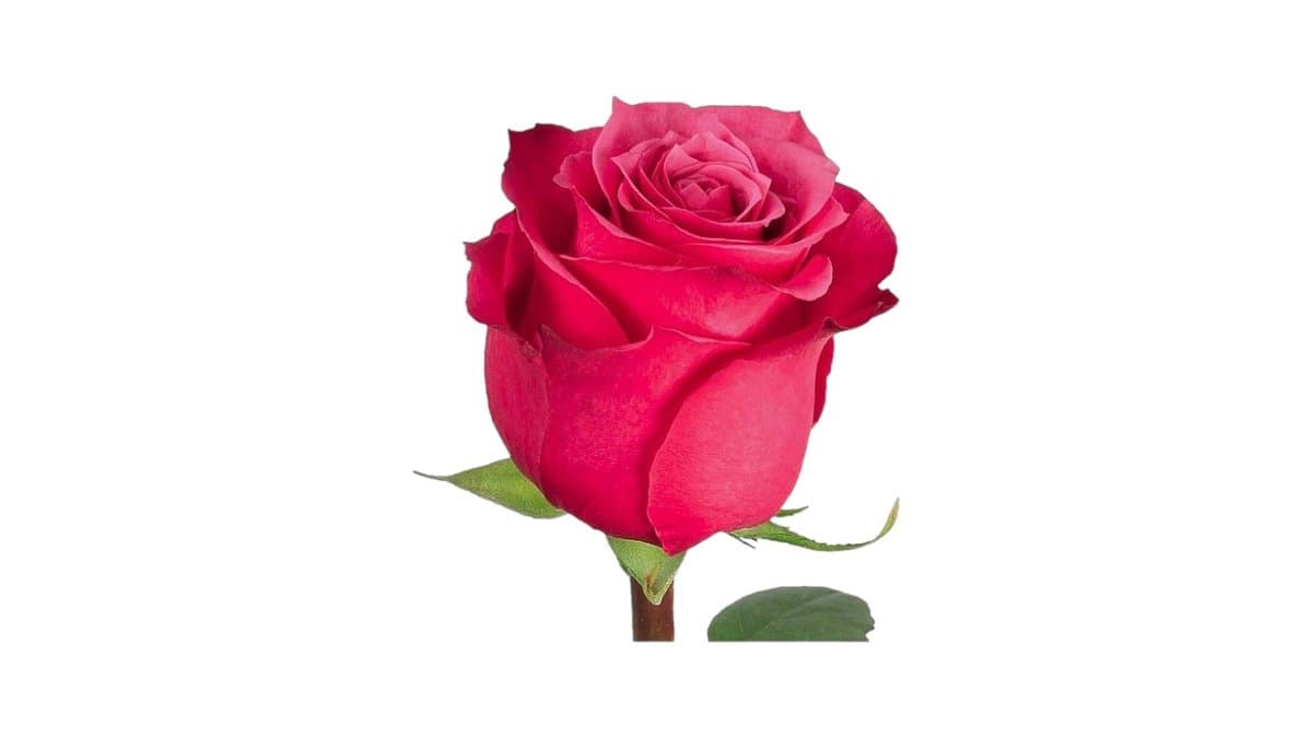 Τριαντάφυλλο Εισαγωγής Φούξια