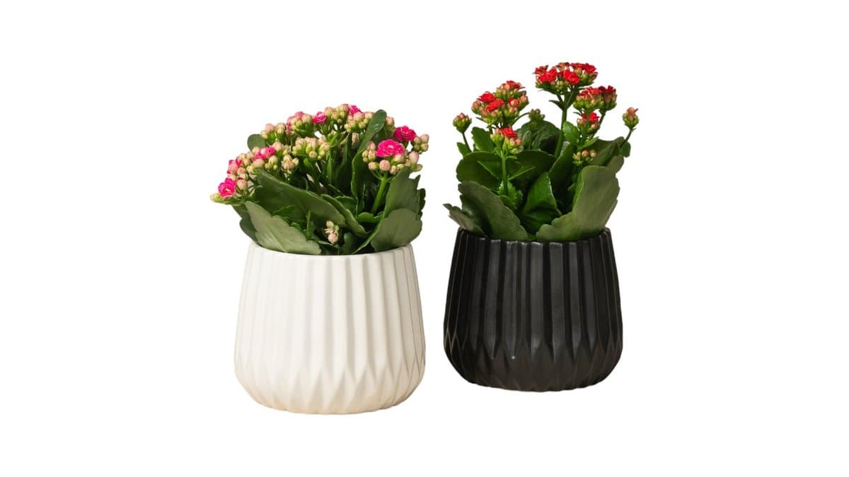 Καλαγχόη σε Κασπώ