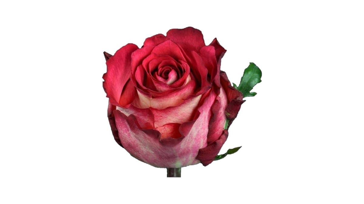 Τριαντάφυλλο Εισαγωγής Δίχρωμο